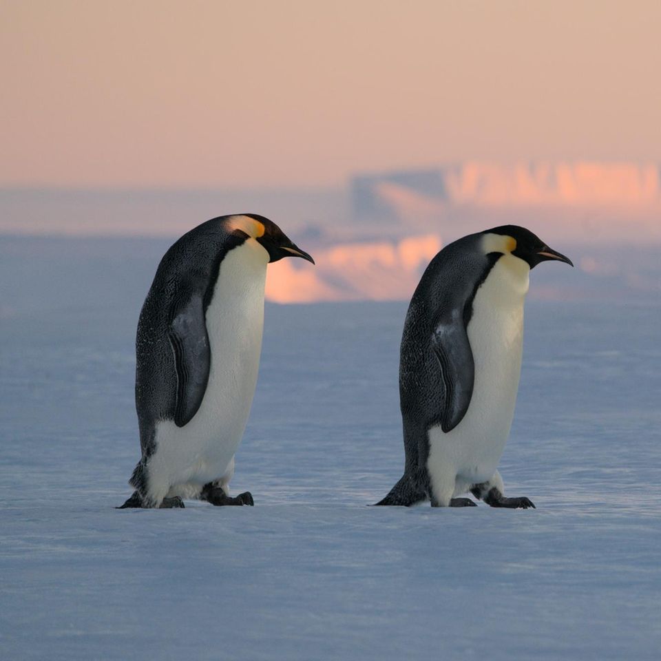 Drei Pinguine