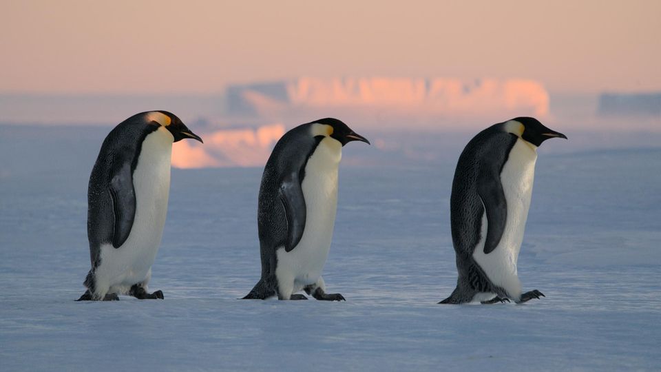 Drei Pinguine Drei Pinguine