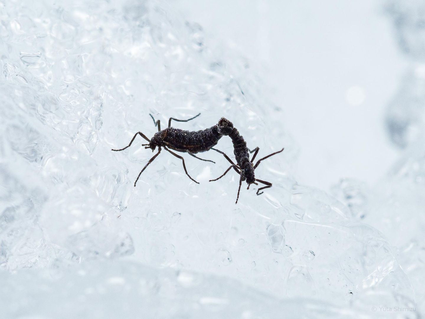 Antarktische Mücke bei der Paarung