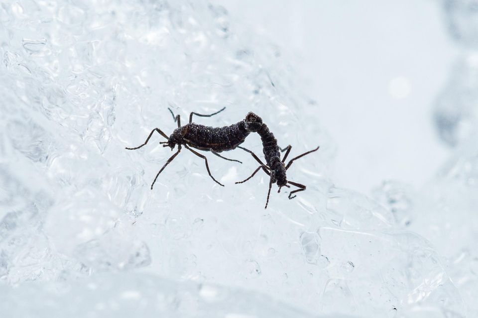 Antarktische Mücke bei der Paarung 1.3333