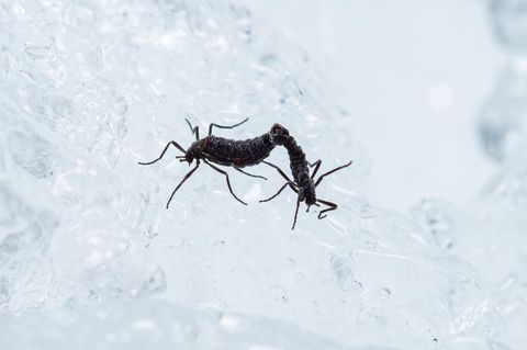 Antarktische Mücke bei der Paarung