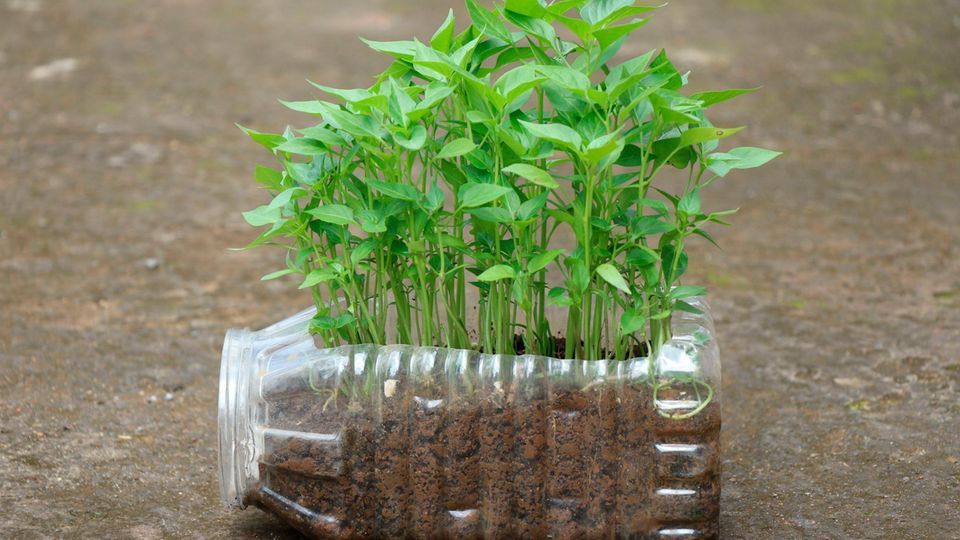 Paprika vorziehen: Mehrere Jungpflanzen wachsen zusammen in einem aufgeschnittenen Kanister, der mit Erde gefüllt ist