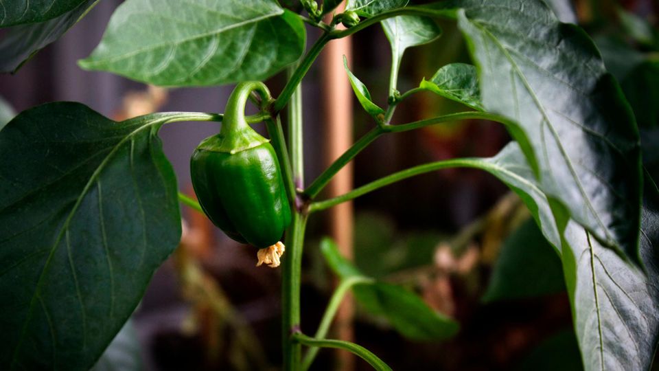 Eine ausgewachsene Paprikapflanze mit dunklen Blättern, an der eine Frucht hängt sowie noch geschlossene Blüten