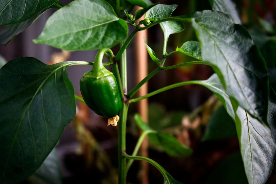 Paprika vorziehen Von der Aussaat bis zum Auspflanzen [GEO]