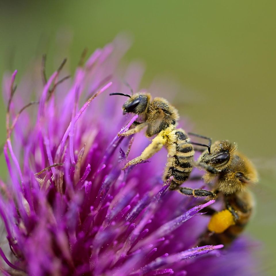 Honigbienen versuchen gelegentlich, ihren wild lebenden Verwandten (hier eine Gelbbindige Furchenbiene, links im Bild) Pollen zu stehlen