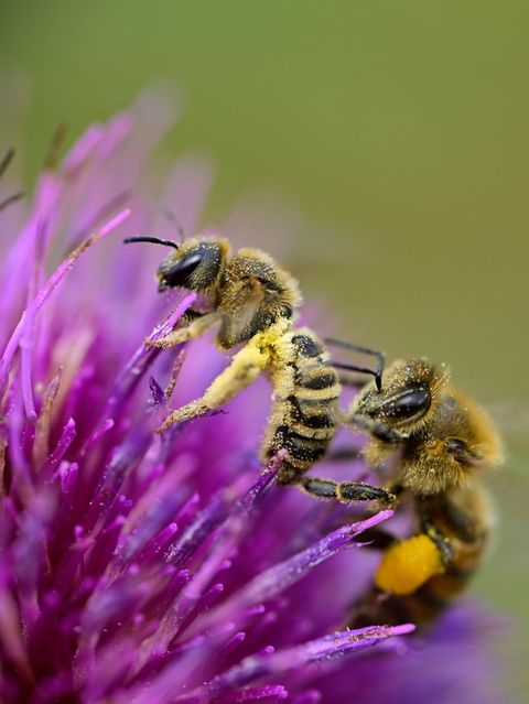 Honigbienen versuchen gelegentlich, ihren wild lebenden Verwandten (hier eine Gelbbindige Furchenbiene, links im Bild) Pollen zu stehlen