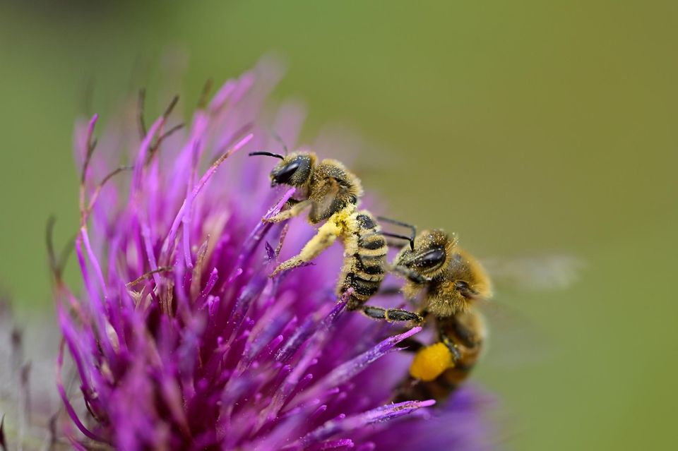 Honigbienen versuchen gelegentlich, ihren wild lebenden Verwandten (hier eine Gelbbindige Furchenbiene, links im Bild) Pollen zu stehlen 1.5004