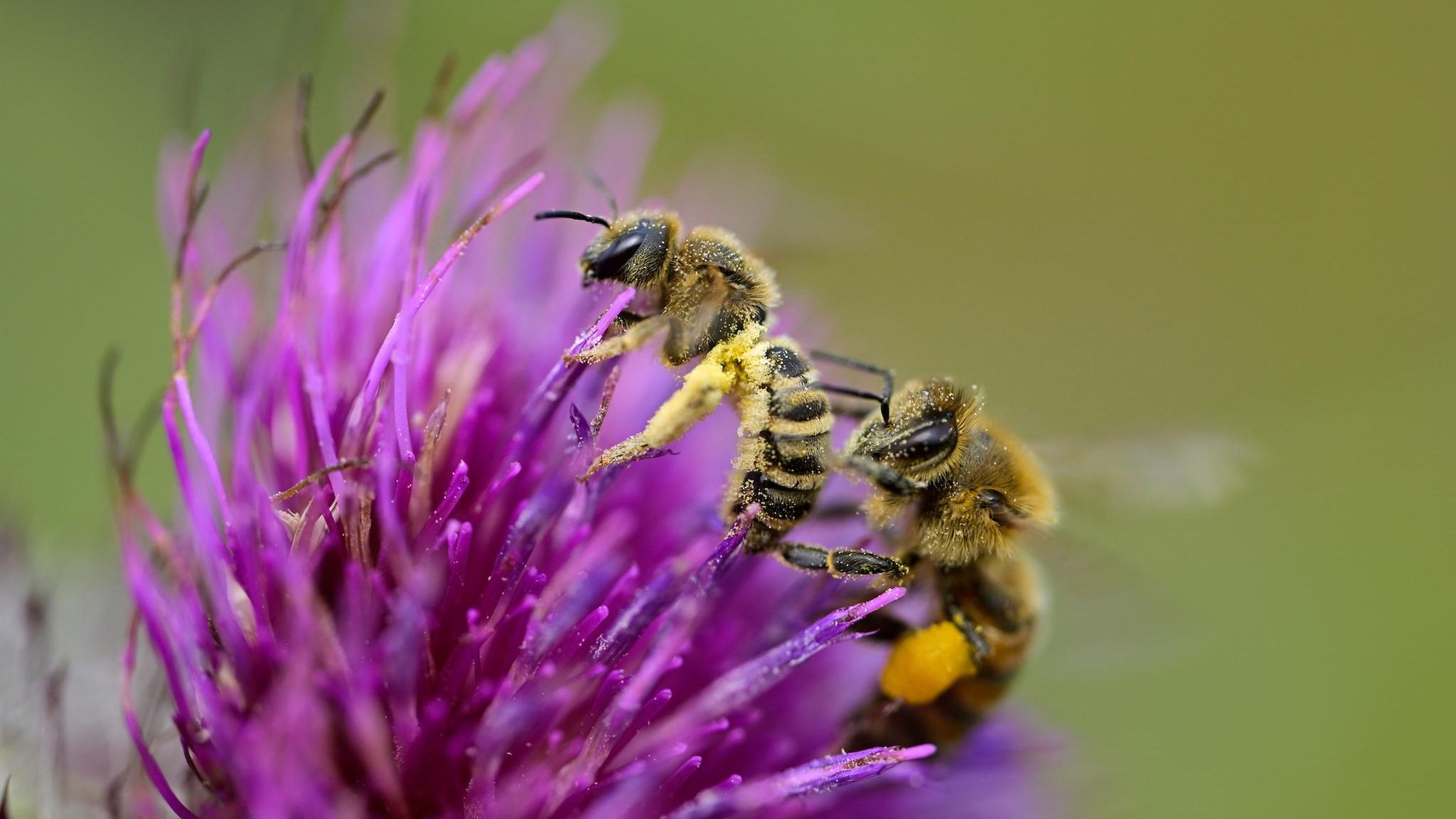 Honigbienen versuchen gelegentlich, ihren wild lebenden Verwandten (hier eine Gelbbindige Furchenbiene, links im Bild) Pollen zu stehlen