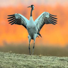 Zwei balzende Kraniche