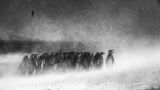 Etwa ein Dutzend Pinguine stehen dicht an dicht. Sie trotzen eisigen Windböen