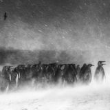 Etwa ein Dutzend Pinguine stehen dicht an dicht. Sie trotzen eisigen Windböen
