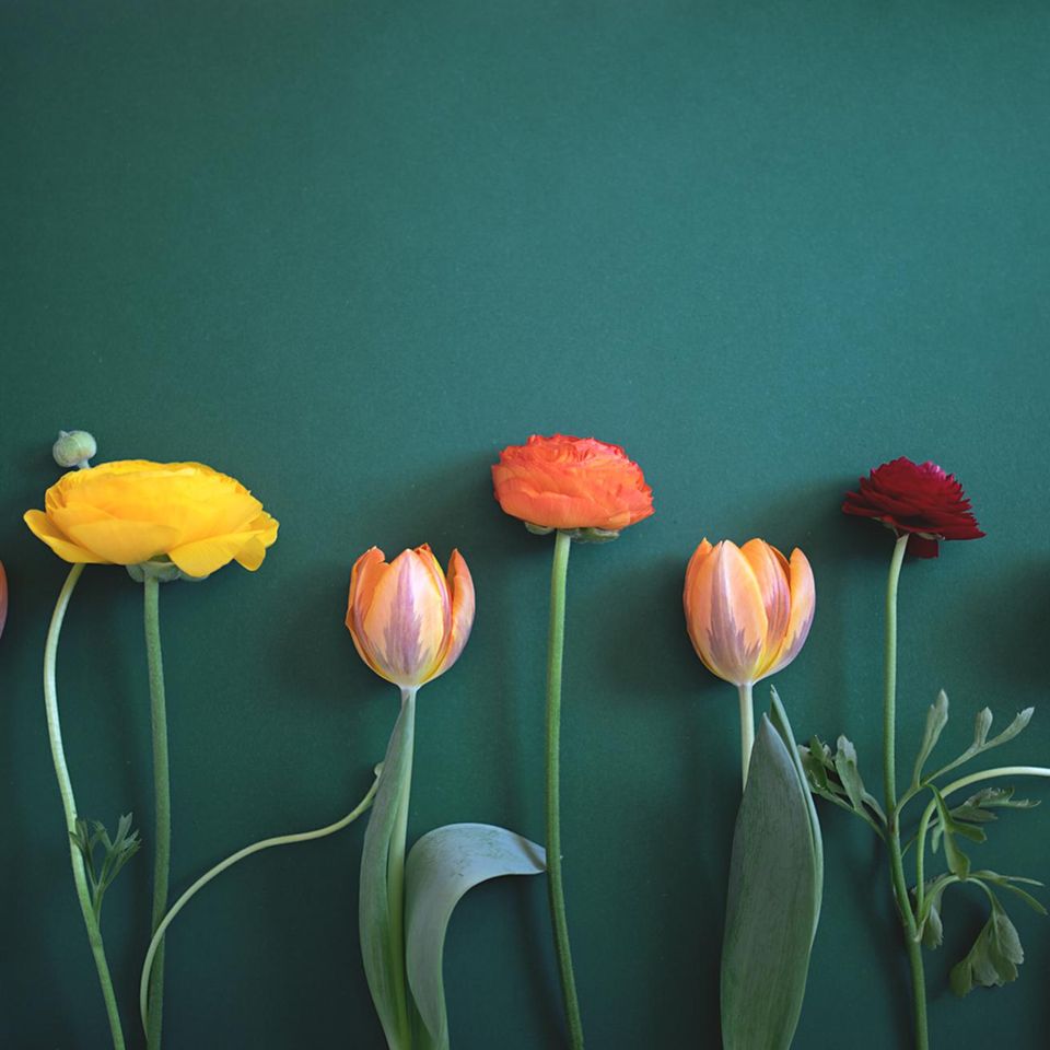 Im Jahr 2023 gaben die Deutschen 3,1 Milliarden Euro für Schnittblumen aus