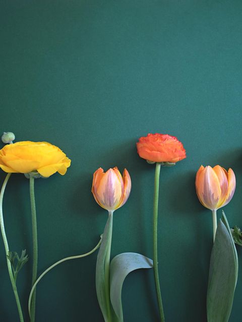 Im Jahr 2023 gaben die Deutschen 3,1 Milliarden Euro für Schnittblumen aus