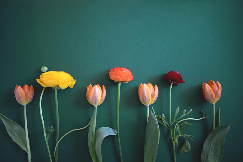 Im Jahr 2023 gaben die Deutschen 3,1 Milliarden Euro für Schnittblumen aus 1.555