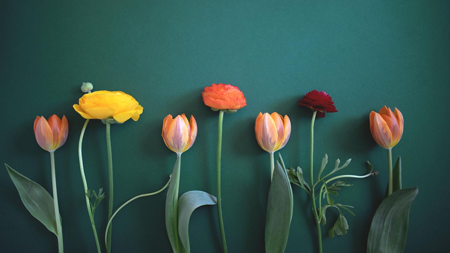 Im Jahr 2023 gaben die Deutschen 3,1 Milliarden Euro für Schnittblumen aus