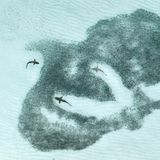 Riffhaie schwimmen durch einen Fischschwarm