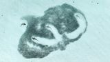 Riffhaie schwimmen durch einen Fischschwarm