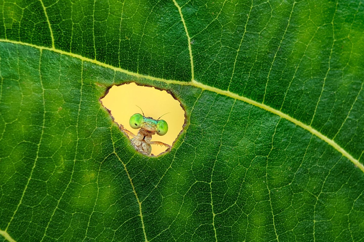 Fotowettbewerb Diese Bilder zeigen den Zauber der Natur [GEO]