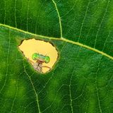 Eine Libelle schaut durch ein Loch in einem Blatt