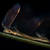 Ameise trägt einen Flügel