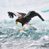 Von seinen Feinden wird der Riesenseeadler gefürchtet, doch die Jagd in den eisigen Gewässern der japanischen Nemuro-Straße birgt auch für den auf einer Eisscholle treibenden Greifvogel Gefahren. Eine plötzliche Welle bringt den Vogel ins Straucheln, konzentriert stabilisiert er sich mit den Flügeln. Ein Sturz ins Wasser hätte für den Riesenseeadler fatale Folgen: Das Gewicht seiner nassen Federn würde ein Entkommen nahezu unmöglich machen. Philippe Ricordel hat den Balanceakt eingefangen und wird dafür mit dem zweiten Platz in der Kategorie Tierporträts belohnt.