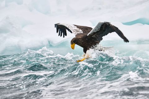 Von seinen Feinden wird der Riesenseeadler gefürchtet, doch die Jagd in den eisigen Gewässern der japanischen Nemuro-Straße birgt auch für den auf einer Eisscholle treibenden Greifvogel Gefahren. Eine plötzliche Welle bringt den Vogel ins Straucheln, konzentriert stabilisiert er sich mit den Flügeln. Ein Sturz ins Wasser hätte für den Riesenseeadler fatale Folgen: Das Gewicht seiner nassen Federn würde ein Entkommen nahezu unmöglich machen. Philippe Ricordel hat den Balanceakt eingefangen und wird dafür mit dem zweiten Platz in der Kategorie Tierporträts belohnt.