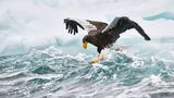 Von seinen Feinden wird der Riesenseeadler gefürchtet, doch die Jagd in den eisigen Gewässern der japanischen Nemuro-Straße birgt auch für den auf einer Eisscholle treibenden Greifvogel Gefahren. Eine plötzliche Welle bringt den Vogel ins Straucheln, konzentriert stabilisiert er sich mit den Flügeln. Ein Sturz ins Wasser hätte für den Riesenseeadler fatale Folgen: Das Gewicht seiner nassen Federn würde ein Entkommen nahezu unmöglich machen. Philippe Ricordel hat den Balanceakt eingefangen und wird dafür mit dem zweiten Platz in der Kategorie Tierporträts belohnt.