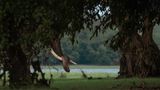 Elefantenrüssel hinter einem Baum