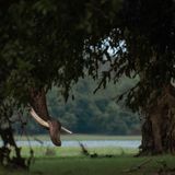 Elefantenrüssel hinter einem Baum