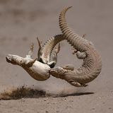 Zwei Echsen im Kampf