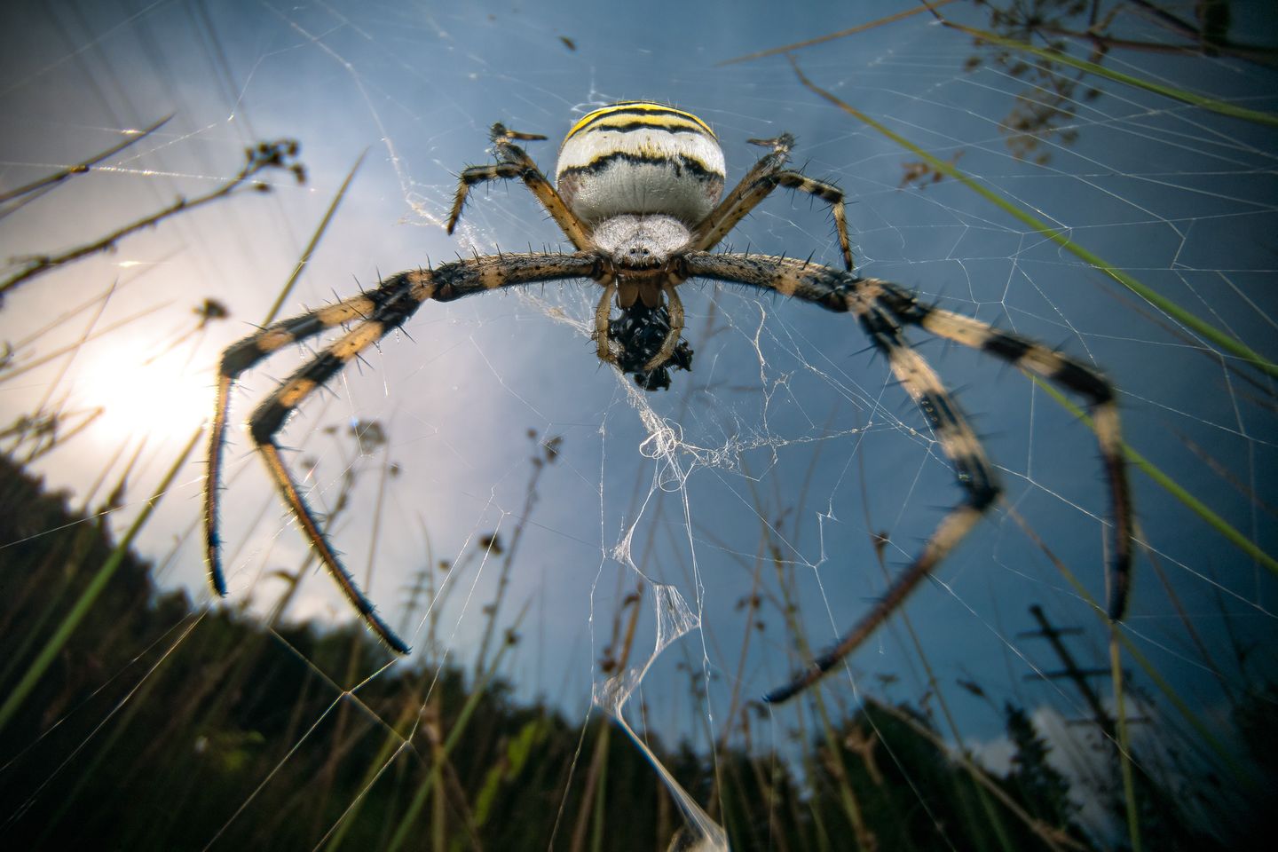Spinne mit Beute