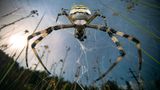 Spinne mit Beute