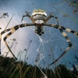 Spinne mit Beute