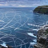 Bewegungslinien von Seevögeln