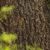 Leopard schaut hinter einem Baumstamm hervor