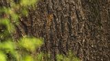 Leopard schaut hinter einem Baumstamm hervor