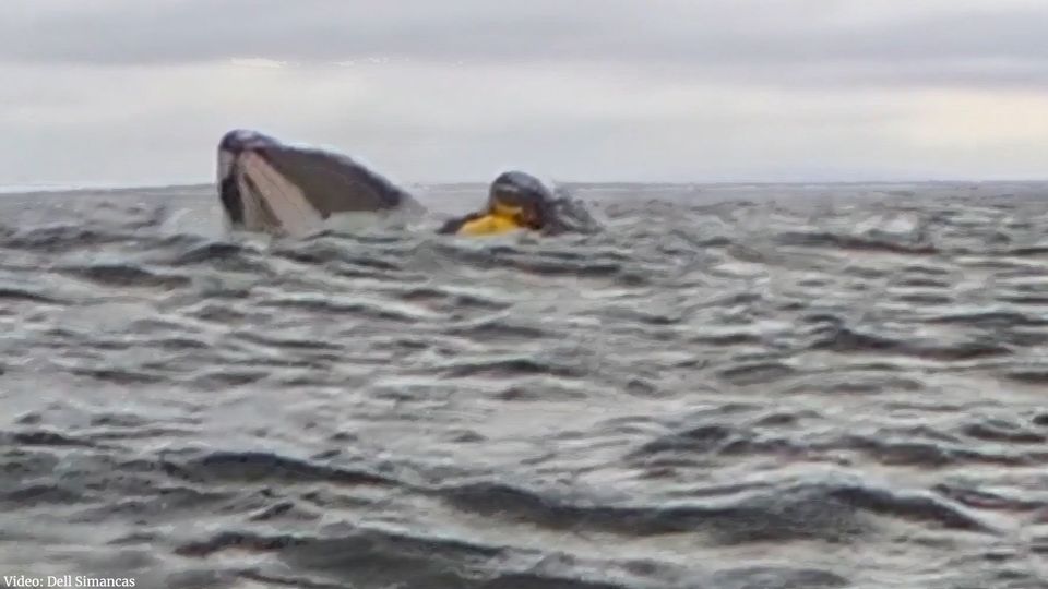 Chile: Wal "verschluckt" Kajakfahrer – und spuckt ihn unversehrt wieder aus Chile: Wal "verschluckt" Kajakfahrer – und spuckt ihn unversehrt wieder aus