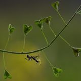 Zwischen den kräftigen Kiefern dieser Ameise zappelt eine kleine Blattlaus. Man könnte meinen, ihr letztes Stündchen habe geschlagen. Doch weit gefehlt: Hier handelt es sich eher um einen Nutztiertransport. Die Ameisen verteidigen die Schädlinge vor hungrigen Fressfeinden und laben sich im Gegenzug an dem zuckerhaltigen Honigtau, den die Blattläuse fortwährend ausscheiden.
