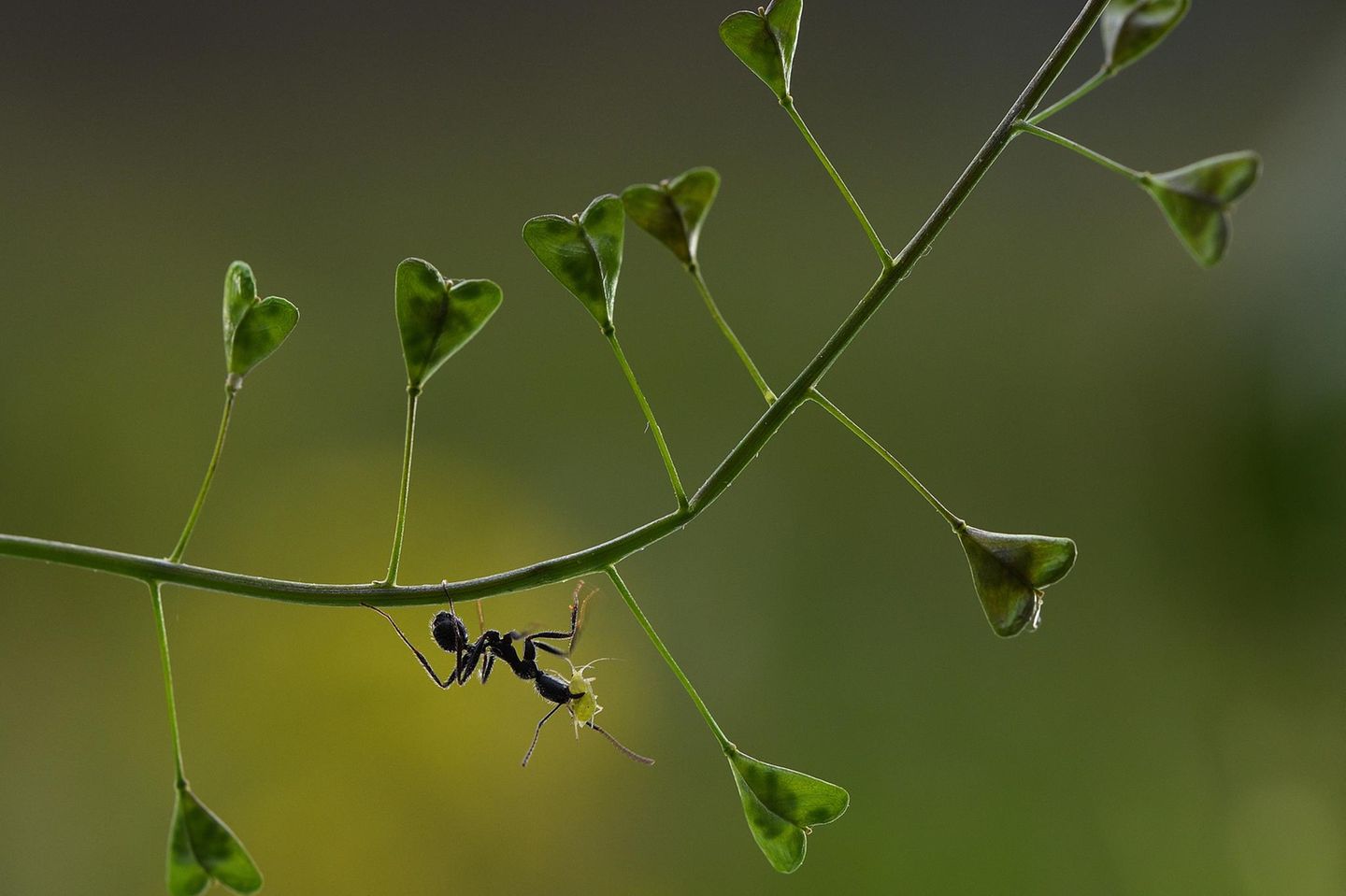 Lebender Honigspender Zwischen den kräftigen Kiefern dieser Ameise zappelt eine kleine Blattlaus. Man könnte meinen, ihr letztes Stündchen habe geschlagen. Doch weit gefehlt: Hier handelt es sich eher um einen Nutztiertransport. Die Ameisen verteidigen die Schädlinge vor hungrigen Fressfeinden und laben sich im Gegenzug an dem zuckerhaltigen Honigtau, den die Blattläuse fortwährend ausscheiden.