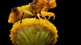 Mit leuchtendem Gelb lockt der Rainfarn Insekten aller Art an. Doch wer nichtsahnend auf dieser Blüte landet, erlebt eine böse Überraschung. Ein Raubwanzen-Weibchen der Art Phymata americana lauert dort gut getarnt auf Beute, die hakenbewehrten Fangbeine im Anschlag. Der Fotograf Alexis Tinker-Tsavalas war erst 17 Jahre alt, als ihm diese Aufnahme gelang.