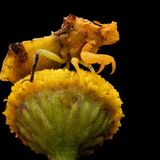 Mit leuchtendem Gelb lockt der Rainfarn Insekten aller Art an. Doch wer nichtsahnend auf dieser Blüte landet, erlebt eine böse Überraschung. Ein Raubwanzen-Weibchen der Art Phymata americana lauert dort gut getarnt auf Beute, die hakenbewehrten Fangbeine im Anschlag. Der Fotograf Alexis Tinker-Tsavalas war erst 17 Jahre alt, als ihm diese Aufnahme gelang.