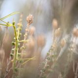Auf einem Berg nahe Athen umklammert eine jugendliche Gespenstschrecke der Spezies Bacillus atticus ihren Stengel. Die Ordnung umfasst mehrere Tausend Arten. Manche imitieren Halme oder Stöckchen, andere verfügen über bizarre Auswüchse, die ihnen die Form von Blättern verleihen. Trotz ihrer Größe und ihrer ausgefuchsten Tarnung hegen die Gespenstschrecken keine mörderischen Absichten. Indem sie mit der Umgebung verschmelzen, schützen die Pflanzenfresserinnen lediglich ihr eigenes Leben.