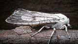 Wie ein Häufchen Perlen schimmert das frische Gelege dieses Bärenspinners. Die Nachtfalter sind vor allem für eine gewiefte Verteidigungsstrategie berühmt: Sie können Fledermäusen entwischen, indem sie deren Echolot mit eigenen Ultraschallsalven stören. Für das hier gezeigte Weibchen ist der Tod allerdings unausweichlich. Nur wenige Stunden nach der Eiablage stirbt es an Erschöpfung.