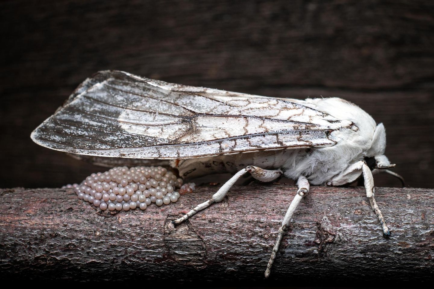 Ein vollendetes Lebenswerk Wie ein Häufchen Perlen schimmert das frische Gelege dieses Bärenspinners. Die Nachtfalter sind vor allem für eine gewiefte Verteidigungsstrategie berühmt: Sie können Fledermäusen entwischen, indem sie deren Echolot mit eigenen Ultraschallsalven stören. Für das hier gezeigte Weibchen ist der Tod allerdings unausweichlich. Nur wenige Stunden nach der Eiablage stirbt es an Erschöpfung.