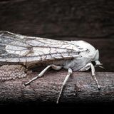 Wie ein Häufchen Perlen schimmert das frische Gelege dieses Bärenspinners. Die Nachtfalter sind vor allem für eine gewiefte Verteidigungsstrategie berühmt: Sie können Fledermäusen entwischen, indem sie deren Echolot mit eigenen Ultraschallsalven stören. Für das hier gezeigte Weibchen ist der Tod allerdings unausweichlich. Nur wenige Stunden nach der Eiablage stirbt es an Erschöpfung.