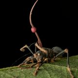 Infizieren sich Ameisen mit dem Pilz Ophiocordyceps unilateralis, verwandelt sich ihr kurzes Leben in einen Horrorfilm. Zunächst manipuliert der Parasit ihr Nervensystem, sodass sie wie ferngesteuert exponierte Halme und Zweige erklimmen; diese thailändische Ameise hat sich fest in ein Blatt verbissen. Anschließend tötet der Pilz seine Opfer, und aus ihrem Leichnam bricht sein Fruchtkörper hervor. In der Höhe kann er seine Sporen besser verteilen, um eine neue Generation von Zombie-Ameisen zu erschaffen.