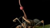 Infizieren sich Ameisen mit dem Pilz Ophiocordyceps unilateralis, verwandelt sich ihr kurzes Leben in einen Horrorfilm. Zunächst manipuliert der Parasit ihr Nervensystem, sodass sie wie ferngesteuert exponierte Halme und Zweige erklimmen; diese thailändische Ameise hat sich fest in ein Blatt verbissen. Anschließend tötet der Pilz seine Opfer, und aus ihrem Leichnam bricht sein Fruchtkörper hervor. In der Höhe kann er seine Sporen besser verteilen, um eine neue Generation von Zombie-Ameisen zu erschaffen.