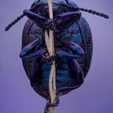 Mit allen sechs Beinchen klammert sich dieser Violette Blattkäfer an seinen vertrockneten Halm. Die irisierenden Blau- und Violetttöne verdankt er keinen Farbpigmenten, sondern der Oberflächenstruktrur seines Panzers. Das eintreffende Licht bricht sich daran, wird reflektiert und überlagert sich. So entstehen betörende Effekte.