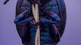 Mit allen sechs Beinchen klammert sich dieser Violette Blattkäfer an seinen vertrockneten Halm. Die irisierenden Blau- und Violetttöne verdankt er keinen Farbpigmenten, sondern der Oberflächenstruktrur seines Panzers. Das eintreffende Licht bricht sich daran, wird reflektiert und überlagert sich. So entstehen betörende Effekte.