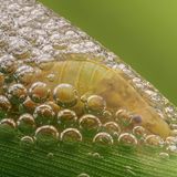 Hier hat nicht etwa ein Vogel aufs Blatt gerotzt. Urheber der Kuckucksspucke sind die Nymphen genannten Jungtiere der Schaumzikaden. Sie sondern eine eiweißhaltige Flüssigkeit ab, in die sie kleine Luftbläschen pumpen. So entstehen selbst geschaffene Nester, die an Stängeln und Blättern haften. Die Schaumteppiche bieten nicht nur Schutz, sondern auch optimale Wachstumsbedingungen.